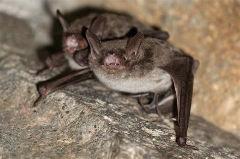 蝠鼠|大足鼠耳蝠 Myotis pilosus